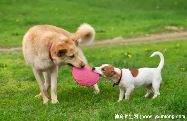 狗一岁相当于人的几岁，普遍说法等于7岁(小型犬/大型犬不同)